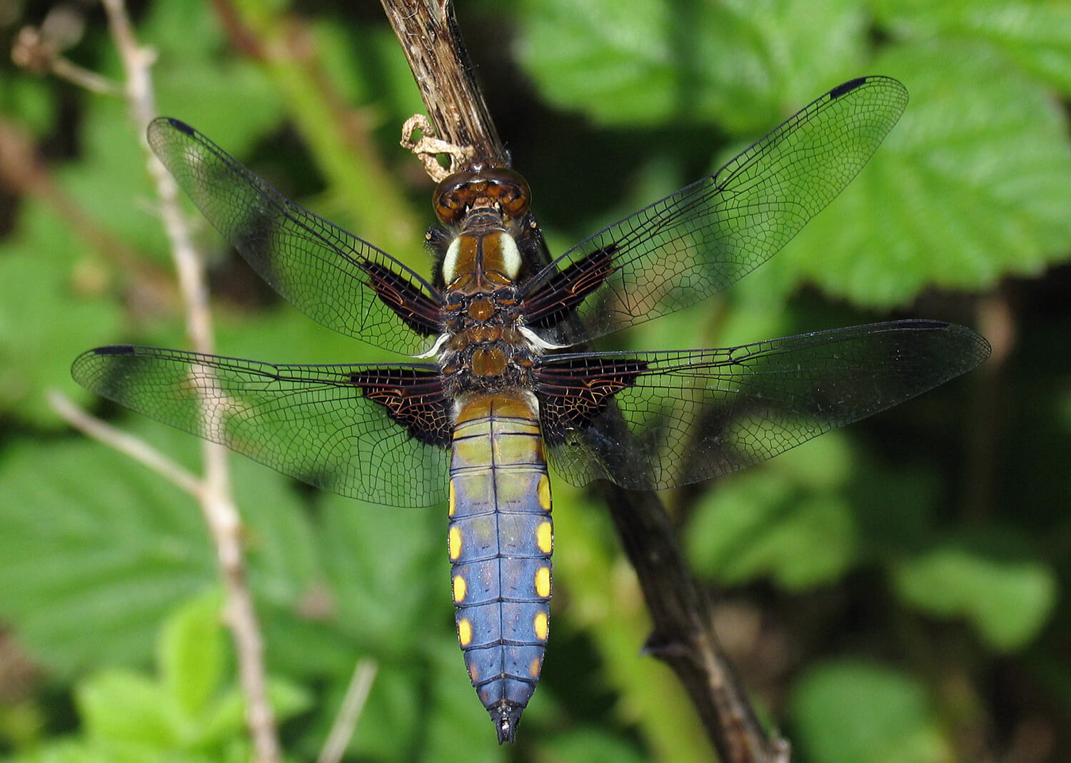 Male Libellula depressa by David Kitching